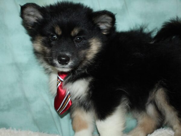 Pomsky-DOG-Male-BLK WH-19569-Petland Rome, Georgia