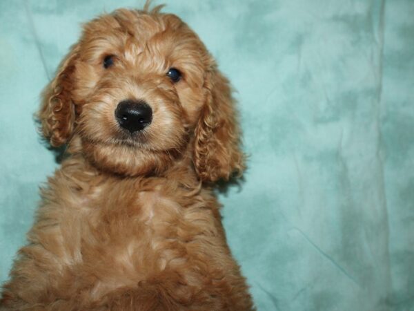 F2 ST Labdoodle-DOG-Female-RED-19556-Petland Rome, Georgia