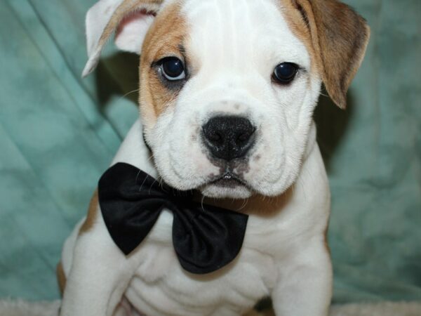 Victorian Bulldoge-DOG-Male-Brindle / White-19555-Petland Rome, Georgia