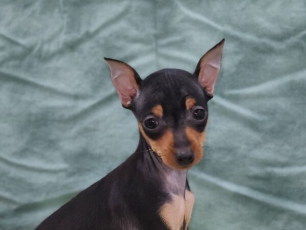 Miniature Pinscher DOG Female Black / Rust 8928 Petland Rome, Georgia