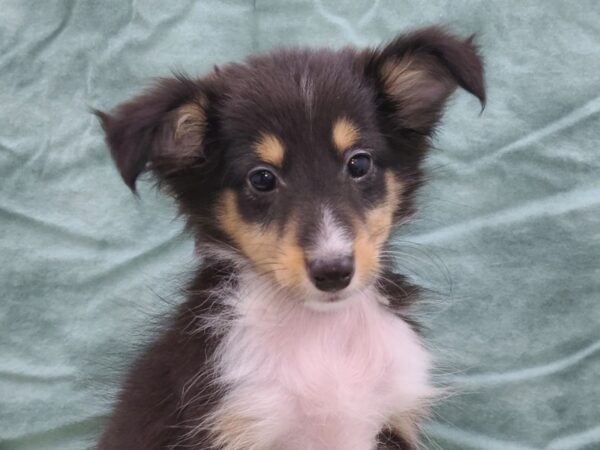 Shetland Sheepdog-DOG-Female-Tri-Colored-8933-Petland Rome, Georgia