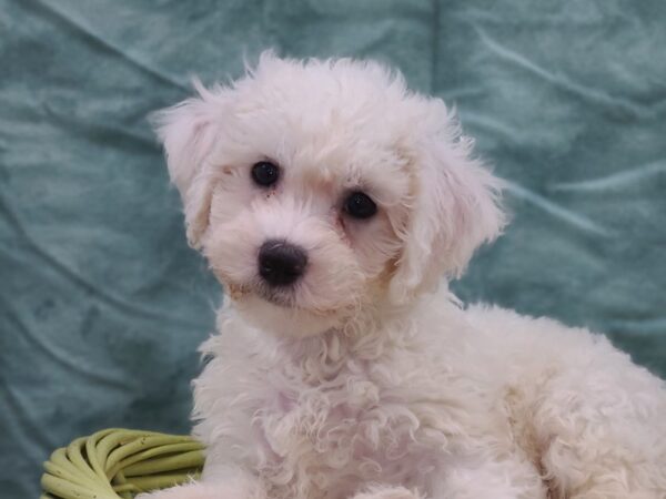 Bichon Frise DOG Male WH 8938 Petland Rome, Georgia