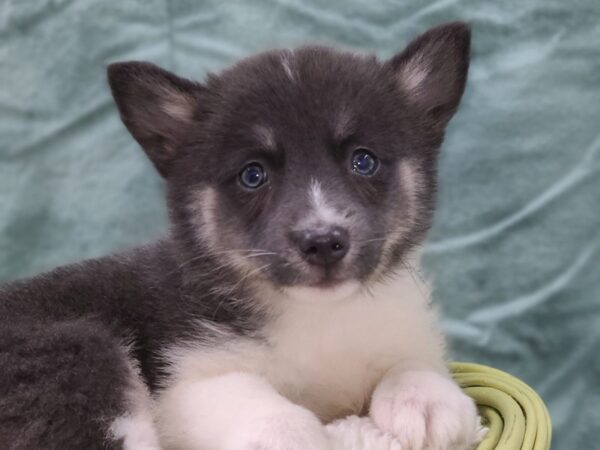 Pomsky DOG Female BLK WH 8941 Petland Rome, Georgia