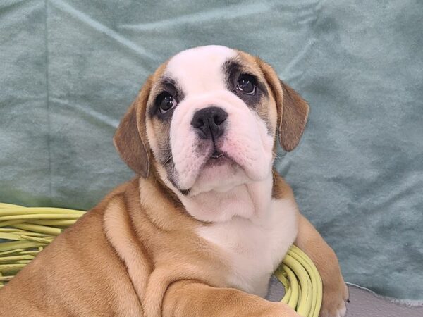 3/4 Beabull-DOG-Female-Red / White-8931-Petland Rome, Georgia