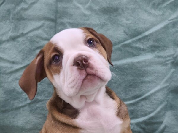 Victorian Bulldoge-DOG-Female-Fawn-8929-Petland Rome, Georgia