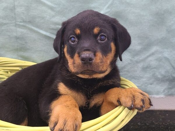 Rottweiler DOG Female BLK TAN 8934 Petland Rome, Georgia