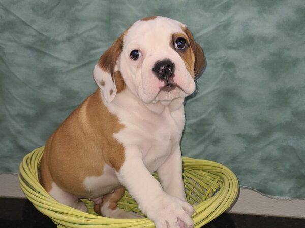 3/4 Beabull-DOG-Male-Red / White-8930-Petland Rome, Georgia