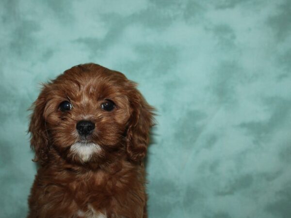 Cava Poo DOG Female DARK RED 19581 Petland Rome, Georgia