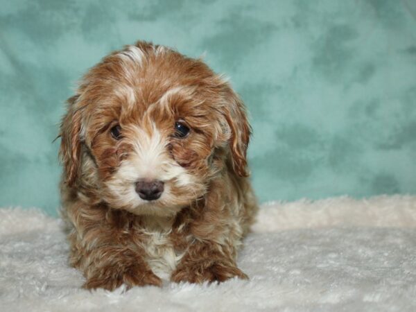 Yorkie Poo DOG Female BLK TAN 8952 Petland Rome, Georgia