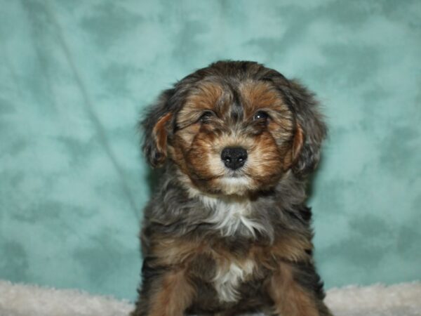 Yorkie Poo DOG Male BLK TAN 19579 Petland Rome, Georgia