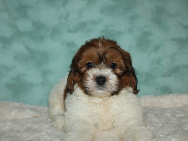 Teddy DOG Male BROWN WHITE 19574 Petland Rome, Georgia