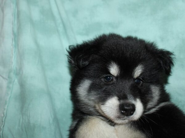 Pomsky-DOG-Male-BLK WH-19587-Petland Rome, Georgia