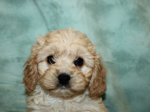 Cava Chon DOG Female BLENHIEM 19593 Petland Rome, Georgia