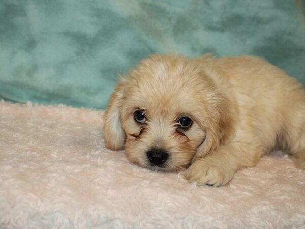 Cava Chon DOG Male BLENHIEM 8945 Petland Rome, Georgia