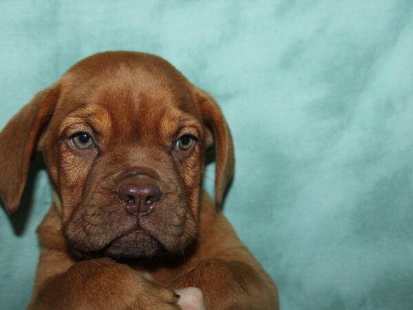 Dogue de Bordeaux DOG Female Red 19610 Petland Rome, Georgia