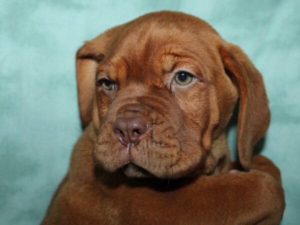 Dogue de Bordeaux DOG Female Red 8963 Petland Rome, Georgia