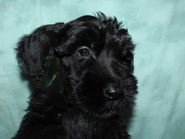 Giant Schnauzer-DOG-Male-Black-19605-Petland Rome, Georgia