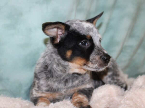 Australian Cattle Dog DOG Female Blue Mottled 19604 Petland Rome, Georgia