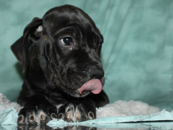 Cane Corso-DOG-Female-Black Brindle-8961-Petland Rome, Georgia