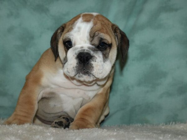 Bulldog-DOG-Male-Sable / White-8954-Petland Rome, Georgia