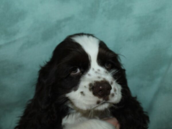 Cocker Spaniel DOG Male Chocolate / White 8959 Petland Rome, Georgia