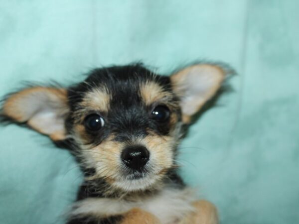 Chorkie DOG Female Black / Tan 8960 Petland Rome, Georgia