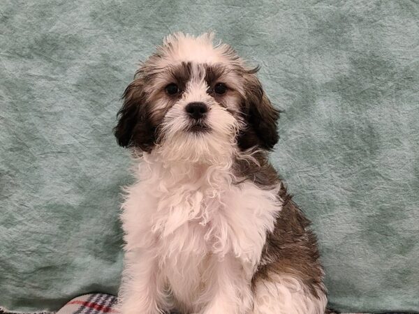 ShizaPoo-DOG-Female-TRI. BLACK  WHITE BROWN-19540-Petland Rome, Georgia