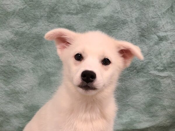 Huskimo-DOG-Female-CREAM-19535-Petland Rome, Georgia