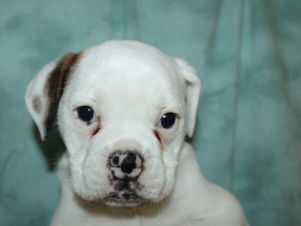 Old English Bulldog DOG Female Brindle and White 19618 Petland Rome, Georgia