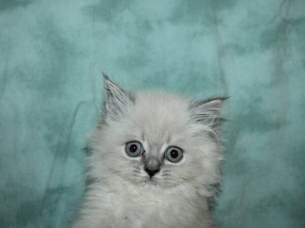 Persian CAT Female White and Silver 19616 Petland Rome, Georgia