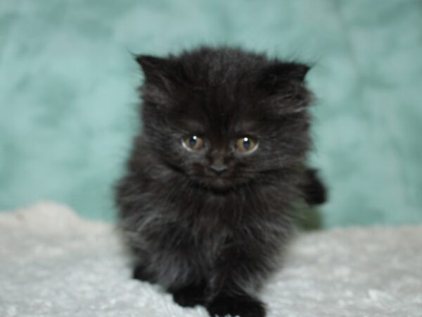 Persian CAT Female Black 19614 Petland Rome, Georgia