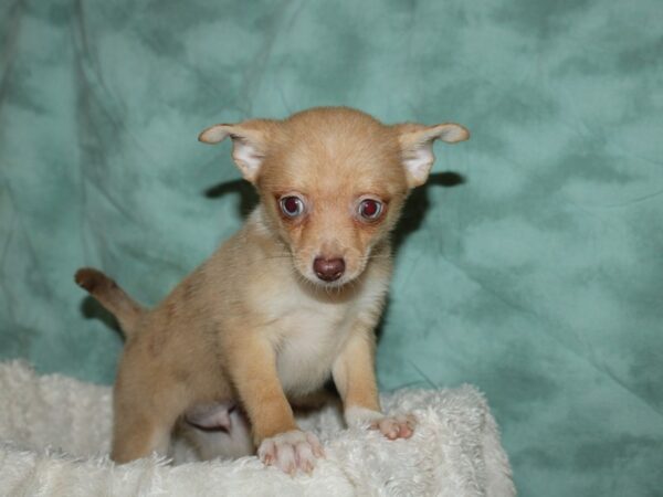 Pomeranian/Chihuahua-DOG-Male-Brown-19627-Petland Rome, Georgia