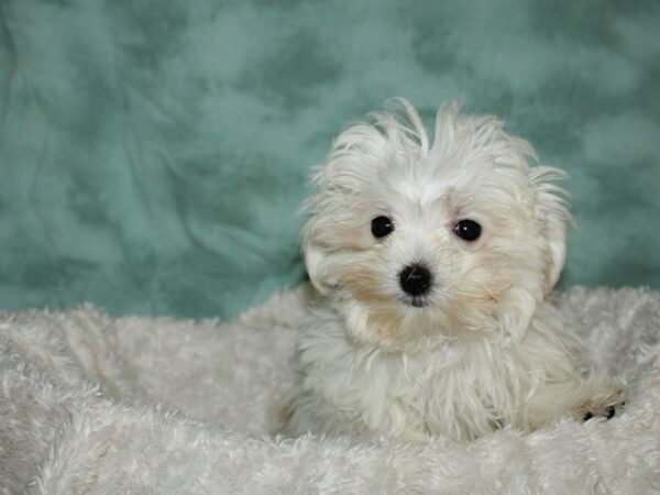 Maltese DOG Female White 19620 Petland Rome, Georgia