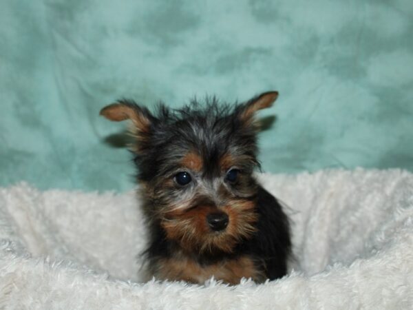 Silky Terrier DOG Female Black / Tan 19625 Petland Rome, Georgia