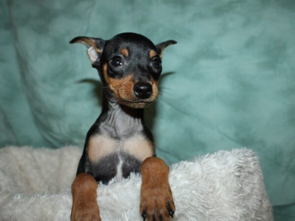 Miniature Pinscher DOG Male Black / Tan 19628 Petland Rome, Georgia