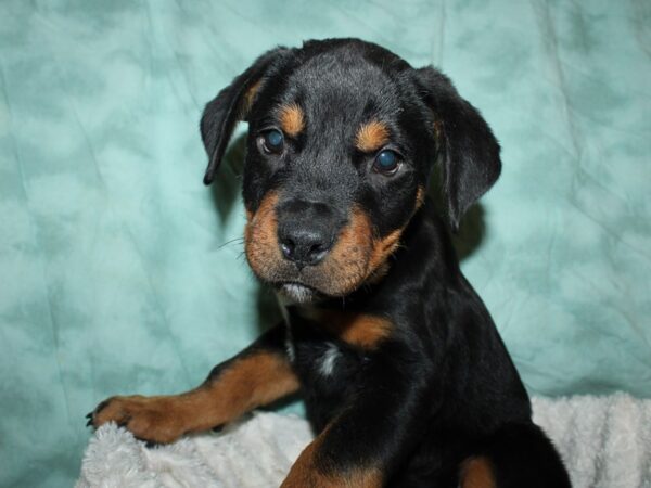 Rottweiler DOG Male Black / Tan 19624 Petland Rome, Georgia