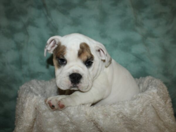 Victorian Bulldoge DOG Male 19626 Petland Rome, Georgia