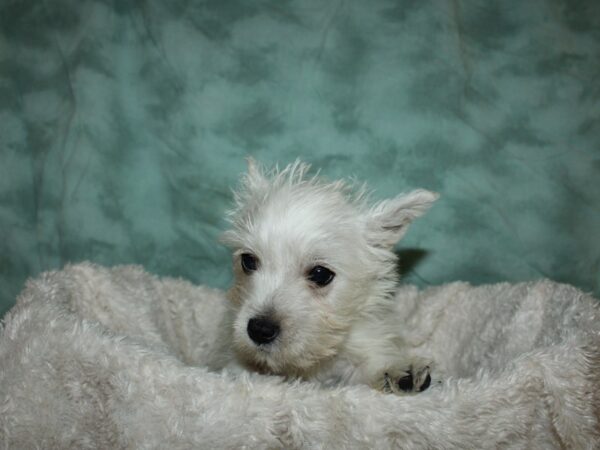 West Highland White Terrier-DOG-Male-White-19630-Petland Rome, Georgia