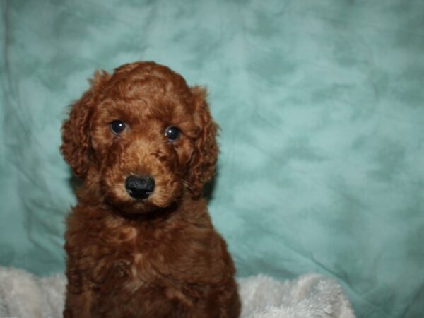 F2 MINI GOLDENDOODLE DOG Male Red 19638 Petland Rome, Georgia