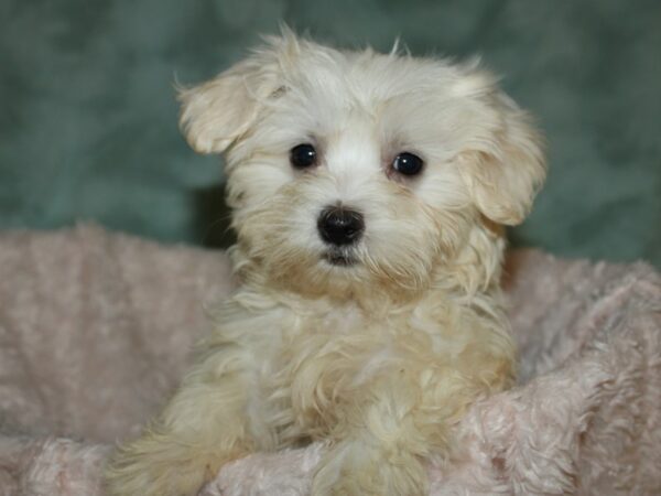 Maltese DOG Male White 19652 Petland Rome, Georgia