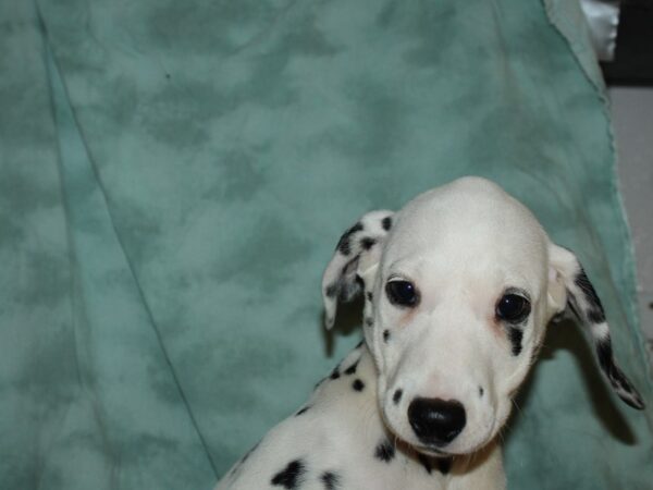 Dalmation-DOG-Female-Black and White-19654-Petland Rome, Georgia