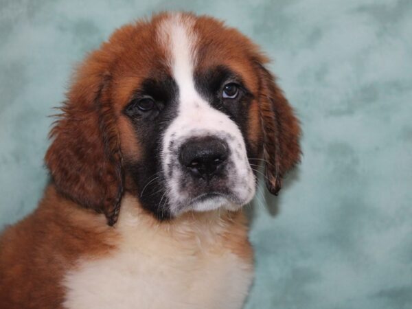 Saint Bernard DOG Male Brown / White 8977 Petland Rome, Georgia