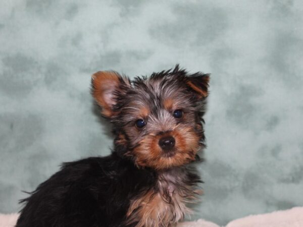 Silky Terrier DOG Male Black / Tan 8975 Petland Rome, Georgia