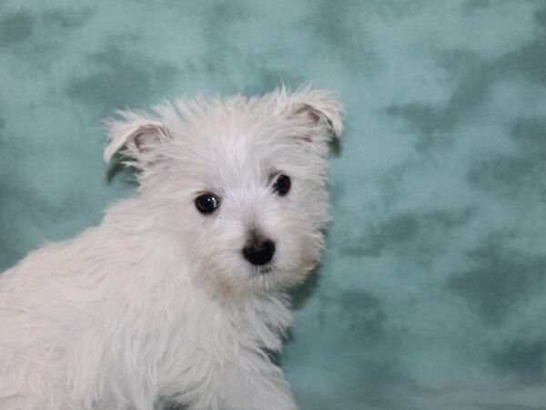 West Highland White Terrier DOG Female White 8985 Petland Rome, Georgia