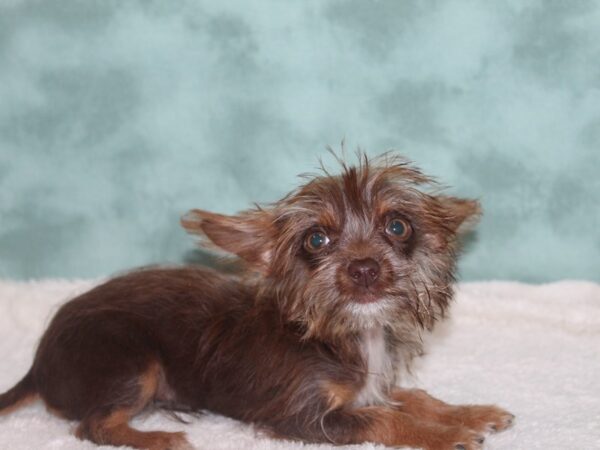 Chorkie DOG Female Chocolate 8980 Petland Rome, Georgia