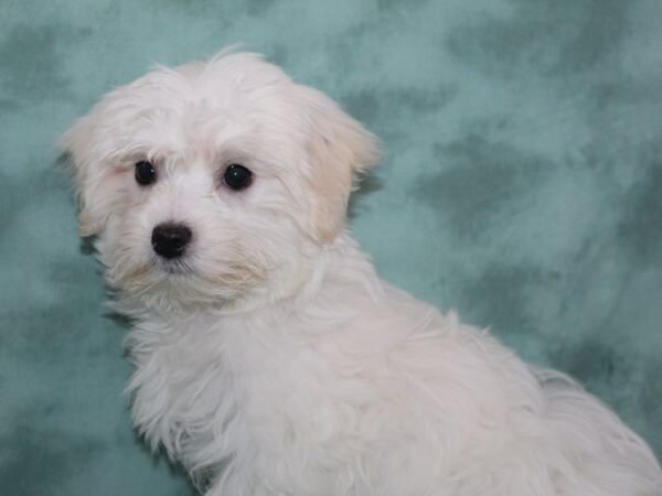 Maltese DOG Male White 8982 Petland Rome, Georgia