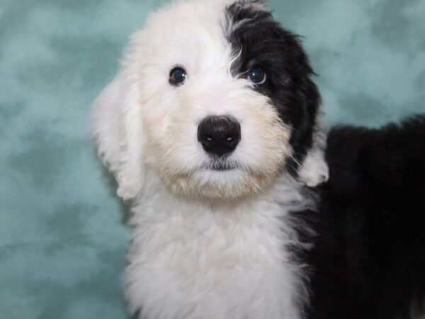 Old English Sheepdog/Poodle DOG Male Black / White 8981 Petland Rome, Georgia