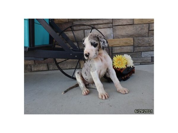 Great Dane DOG Female Merle 9001 Petland Rome, Georgia