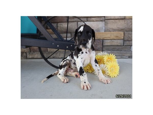 Great Dane DOG Male Harlequin 19666 Petland Rome, Georgia