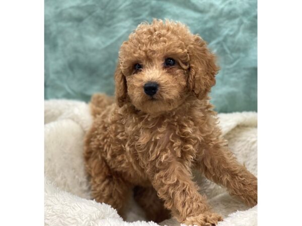 F2 MINI GOLDENDOODLE DOG Female Red 8992 Petland Rome, Georgia